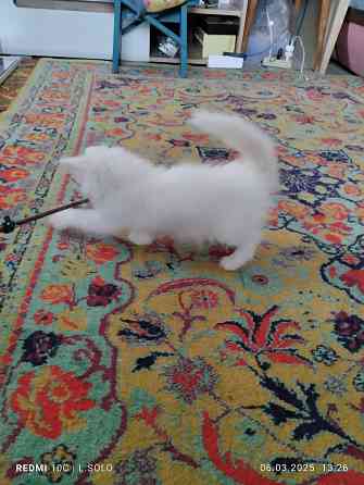 Котики Мейн куна Донецк