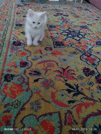 Котики Мейн куна Донецк