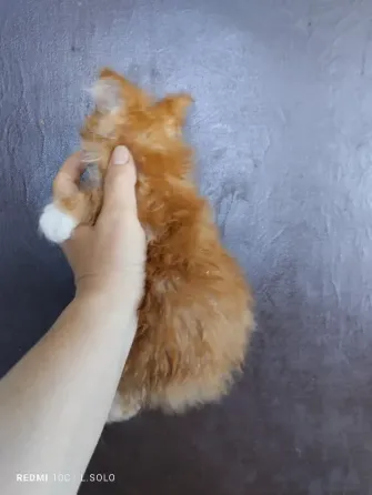 Котята Мейн куна Донецк