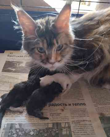 Котики Мейн куна Донецк