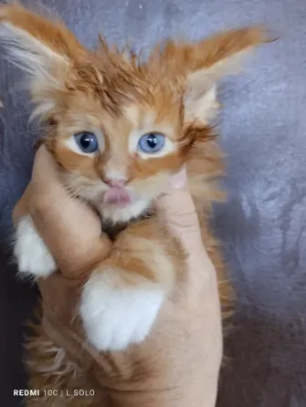 Котята Мейн куна Донецк