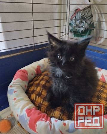 Котики Мейн куна Донецк - изображение 1