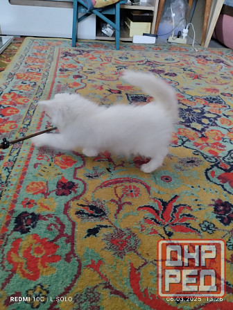 Котики Мейн куна Донецк - изображение 3