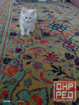 Котики Мейн куна Донецк - изображение 2