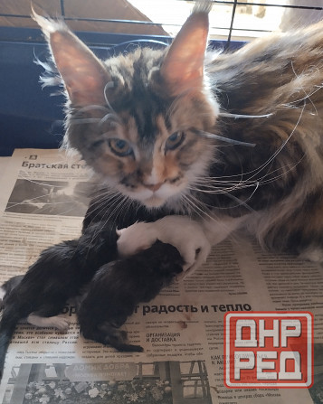 Котики Мейн куна Донецк - изображение 4