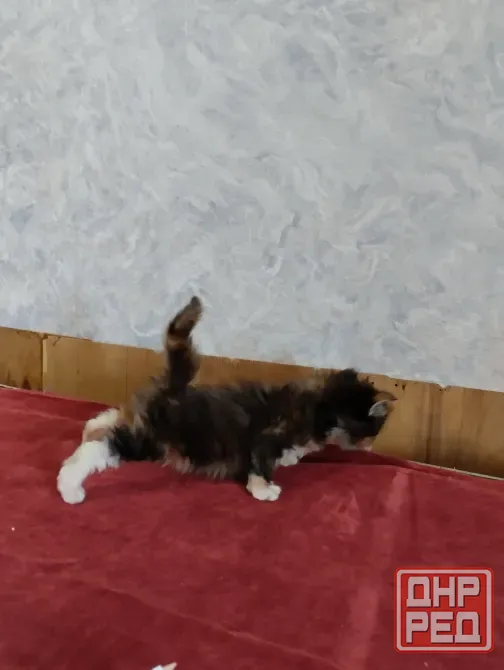 Кошечка Мейн куна Донецк - изображение 2