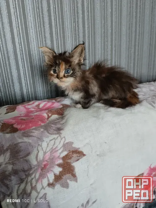 Кошечка Мейн куна Донецк - изображение 1
