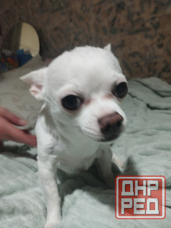 Мальчик чиахуахуа 6 лет ждёт для вязки невесту Донецк - изображение 1