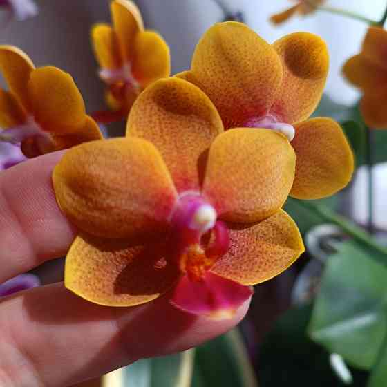 Орхидея "рыжик" миди Донецк