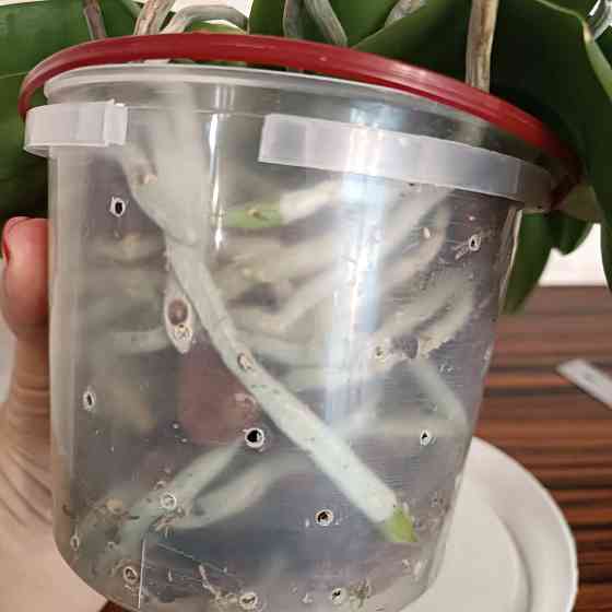 Орхидея "рыжик" миди Донецк