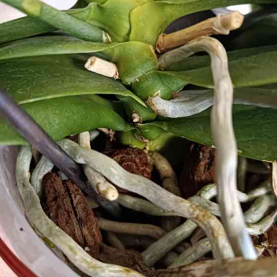 Орхидея "рыжик" миди Донецк