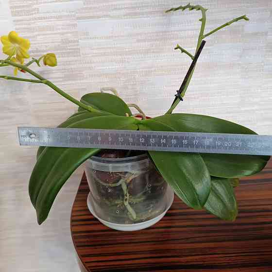 Орхидея "рыжик" миди Донецк