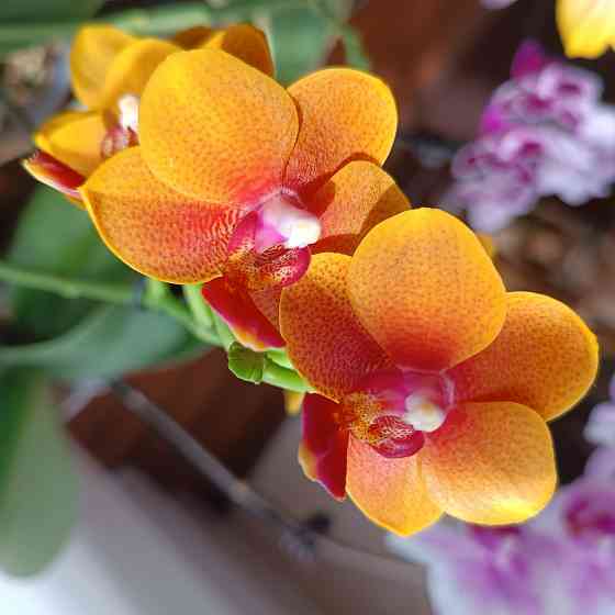 Орхидея "рыжик" миди Донецк