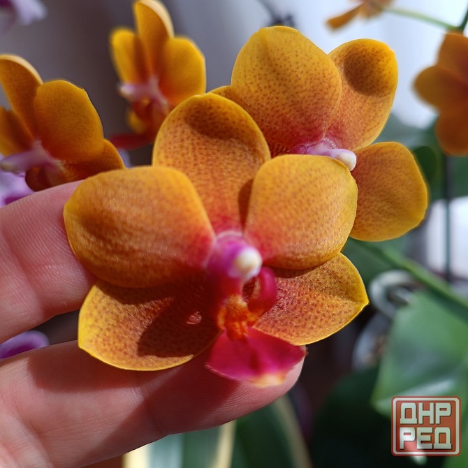 Орхидея "рыжик" миди Донецк - изображение 2