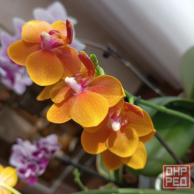 Орхидея "рыжик" миди Донецк - изображение 7