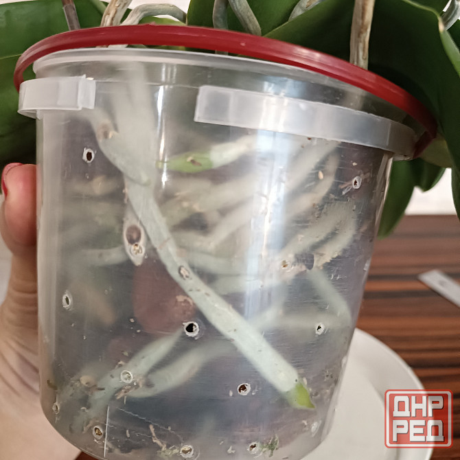 Орхидея "рыжик" миди Донецк - изображение 5