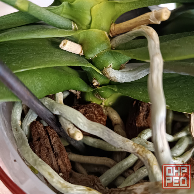 Орхидея "рыжик" миди Донецк - изображение 6