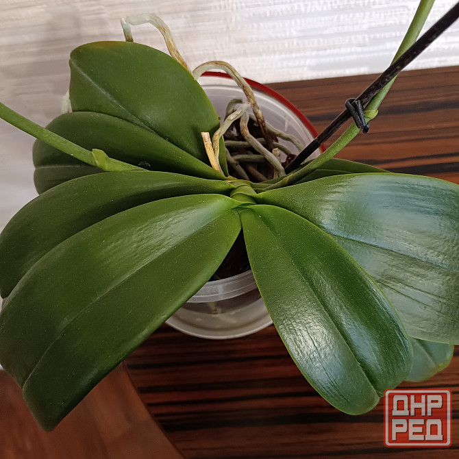 Орхидея "рыжик" миди Донецк - изображение 4