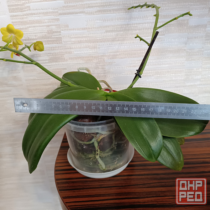 Орхидея "рыжик" миди Донецк - изображение 3