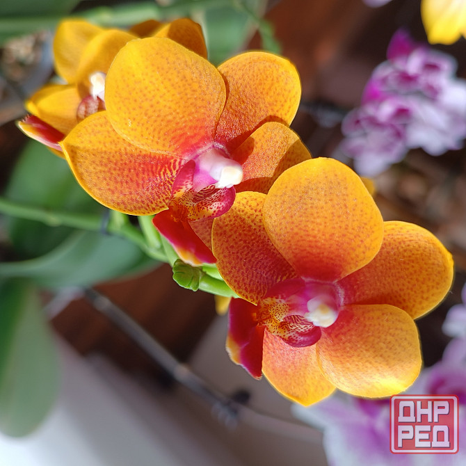 Орхидея "рыжик" миди Донецк - изображение 1