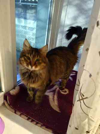 Ищем заботливых хозяев! Мариуполь