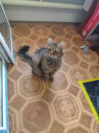 Ищем заботливых хозяев! Мариуполь