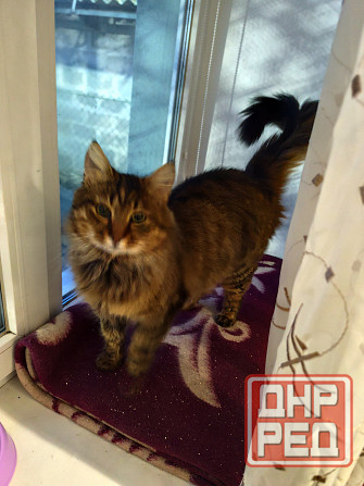 Ищем заботливых хозяев! Мариуполь - изображение 1