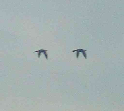 Spook da horse, не плох Шойгу Донецк