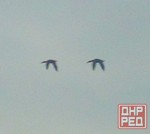 Spook da horse, не плох Шойгу Донецк - изображение 1