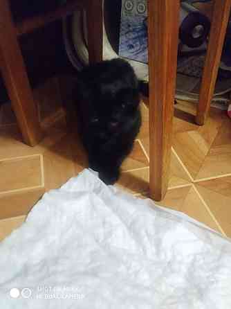 отдам котенка Донецк