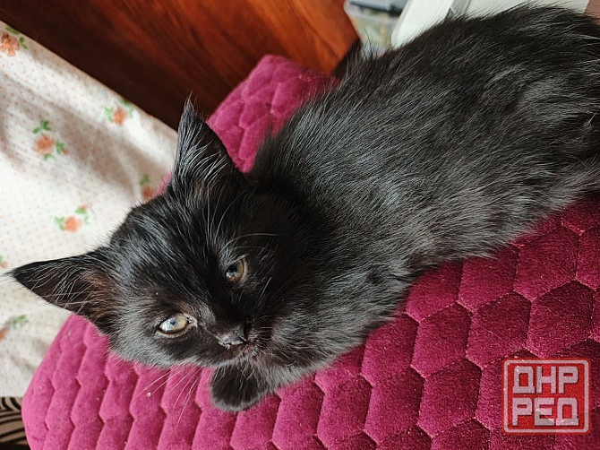 отдам котенка Донецк - изображение 1