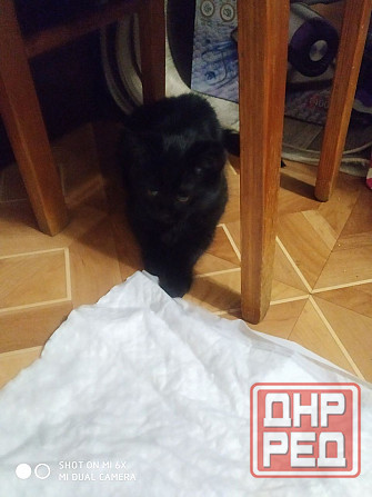 отдам котенка Донецк - изображение 2