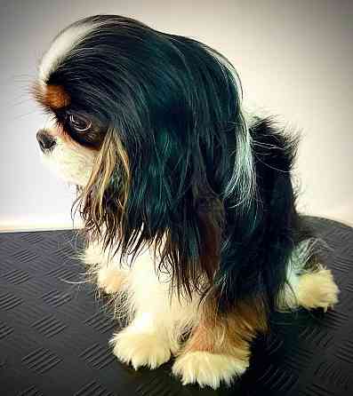 Кавалер кинг чарльз спаниель! Донецк