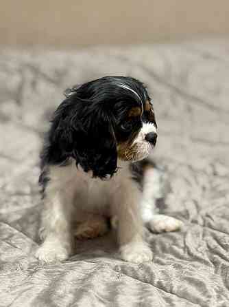 Кавалер кинг чарльз спаниель! Донецк