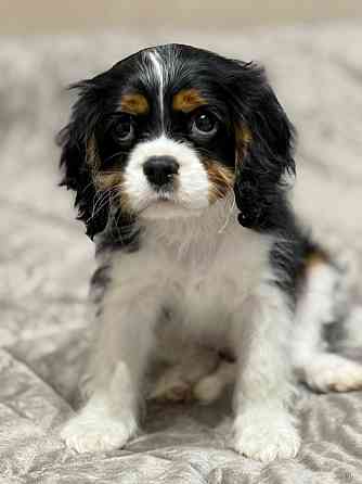 Кавалер кинг чарльз спаниель! Донецк