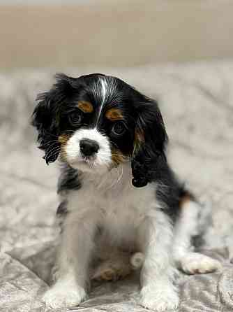 Кавалер кинг чарльз спаниель! Донецк