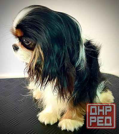 Кавалер кинг чарльз спаниель! Донецк - изображение 1