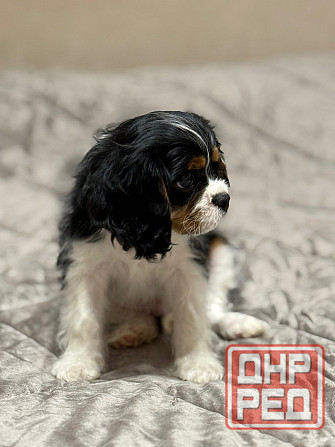 Кавалер кинг чарльз спаниель! Донецк - изображение 4