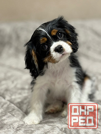 Кавалер кинг чарльз спаниель! Донецк - изображение 2