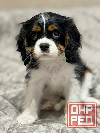 Кавалер кинг чарльз спаниель! Донецк - изображение 6