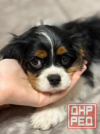 Кавалер кинг чарльз спаниель! Донецк - изображение 5