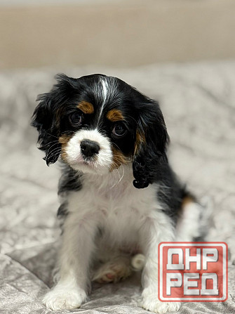 Кавалер кинг чарльз спаниель! Донецк - изображение 3