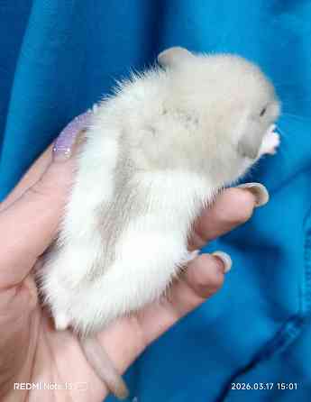 Крысята Дамбо Донецк