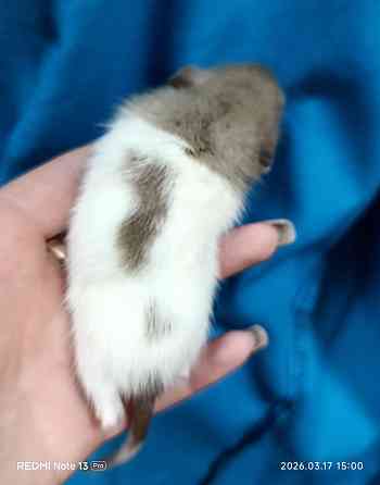 Крысята Дамбо Донецк