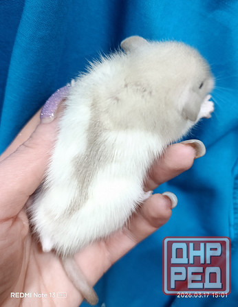 Крысята Дамбо Донецк - изображение 4