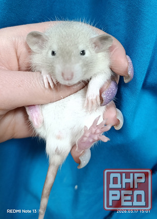 Крысята Дамбо Донецк - изображение 3