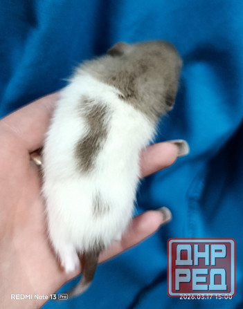 Крысята Дамбо Донецк - изображение 2