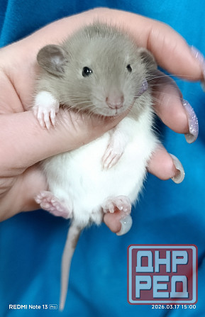 Крысята Дамбо Донецк - изображение 1