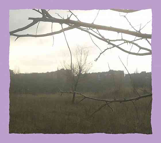 Растёть дерево-петух Ианвария Донецк