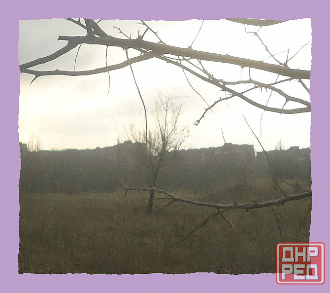 Растёть дерево-петух Ианвария Донецк - изображение 1